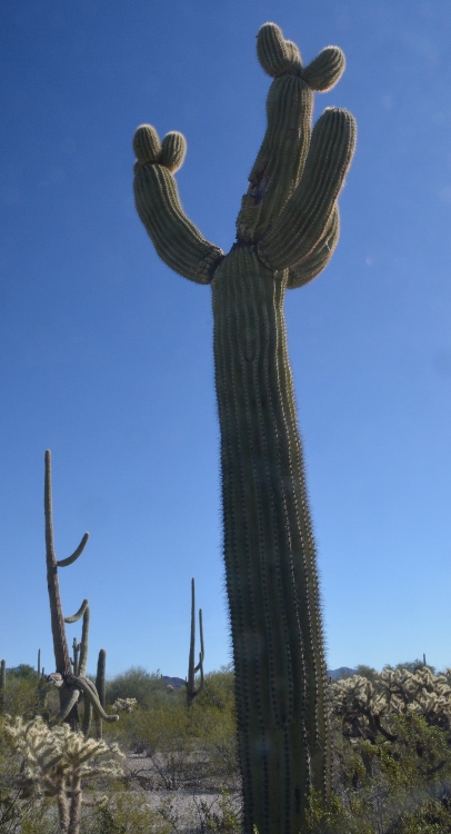 saguaro with personality